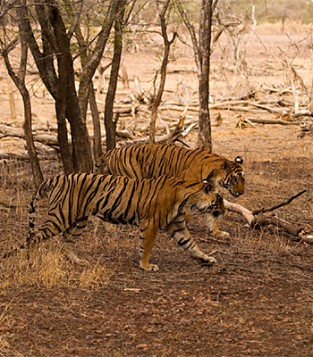 Voyage Au Rajasthan Et Chez Les Tigres