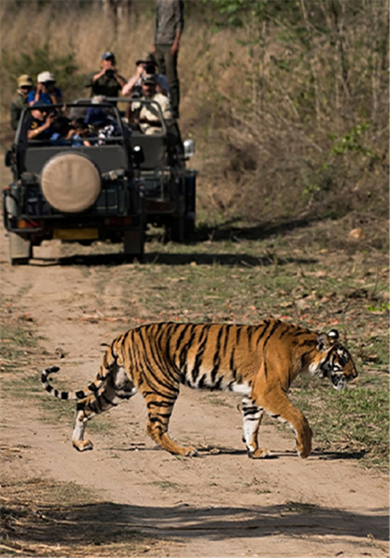 Aventure de la faune